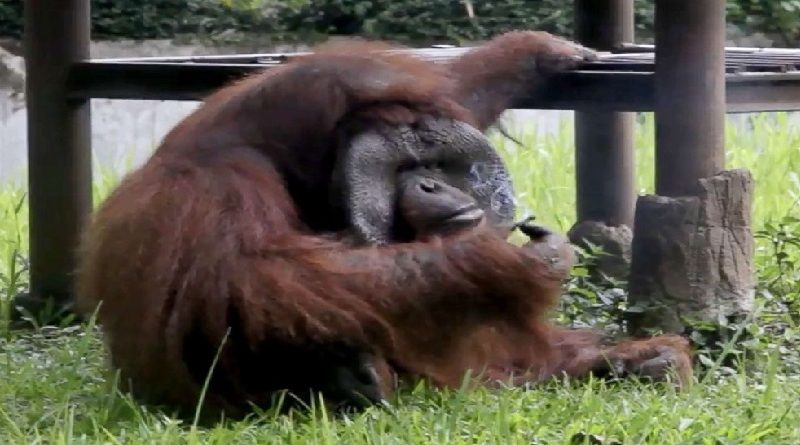 Smoking Orangutan