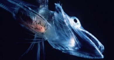 Ghoulish Icefish