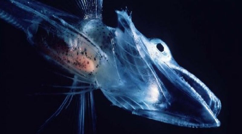 Ghoulish Icefish