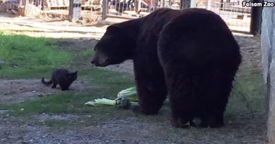 Cat Starts Visiting Bear Exhibit Daily. But Watch The Bear’s Reaction When He Sees Her… (VIDEO)