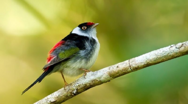 Tailed Manakin