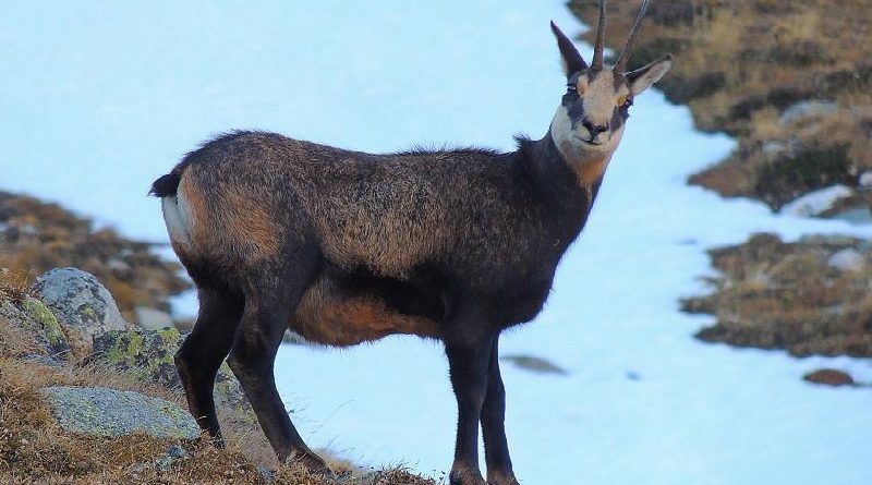 Chamois In Snow