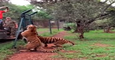 Tiger Leaping