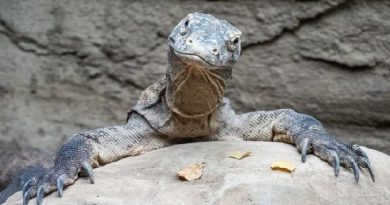 Komodo Island