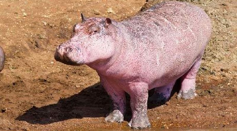 Pink Hippo