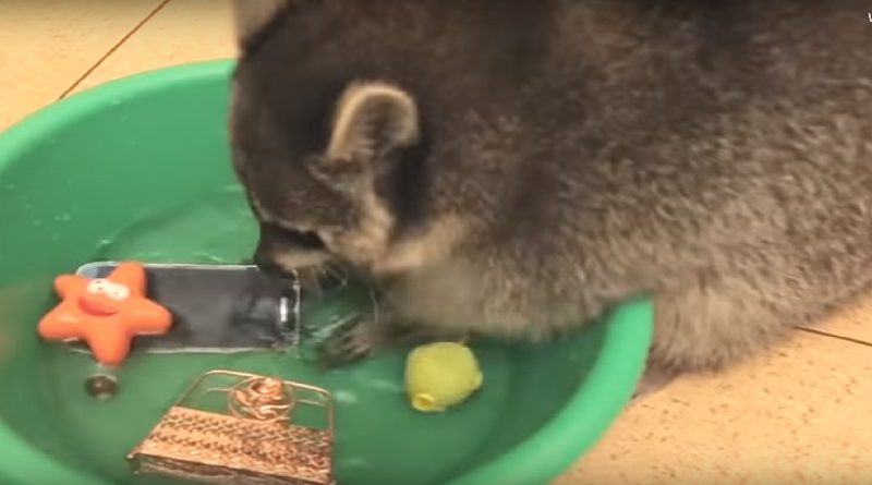 Raccoon Washing His Toys