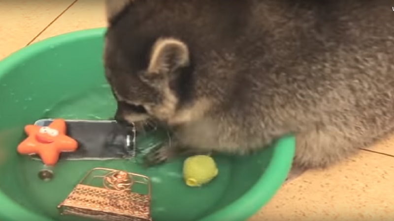 Man Films Raccoon Washing His Favorite Toys. Then He Realizes What Is ...