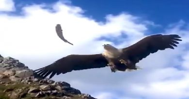 Sea Eagle Catch A Fish