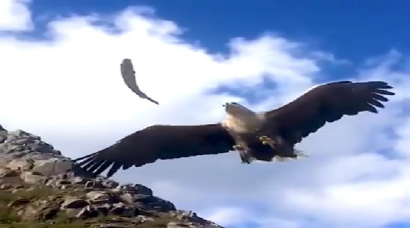 Sea Eagle Catch A Fish