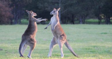 Australian Animals