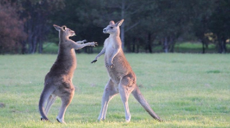 Australian Animals