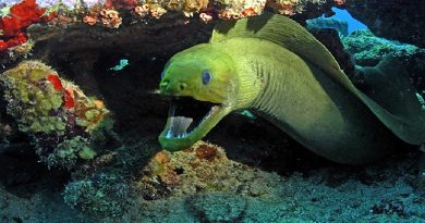 Green Moray Eel