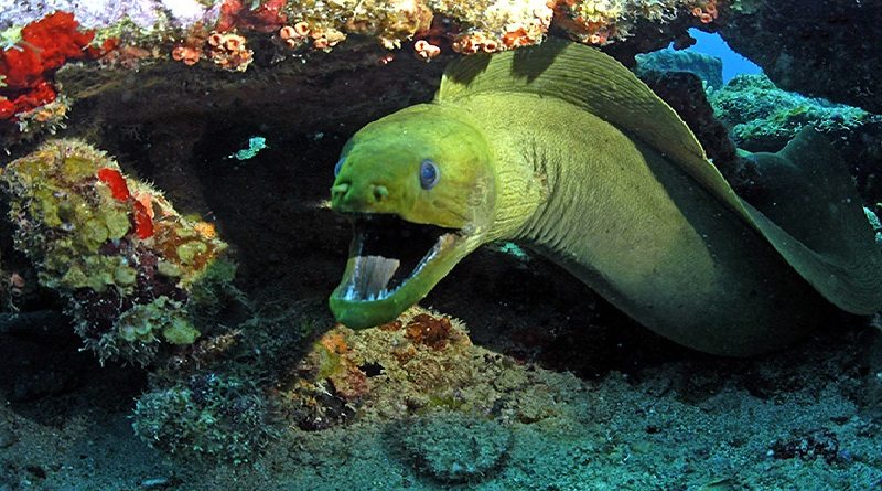 Green Moray Eel