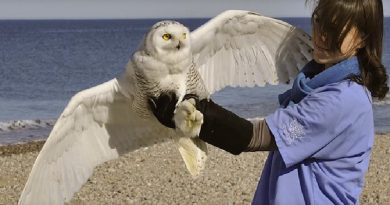 Snowy Owl