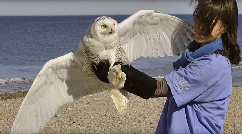 Snowy Owl