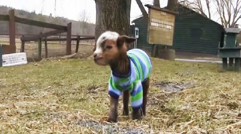 Baby Goat