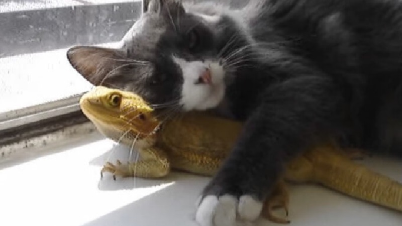 This Fluffy Cat Has A Unlikely Friend…An Iguana! This Is Just OMG! (VIDEO)