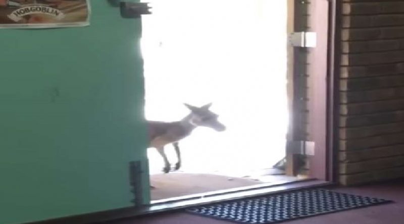 A Kangaroo Hopping