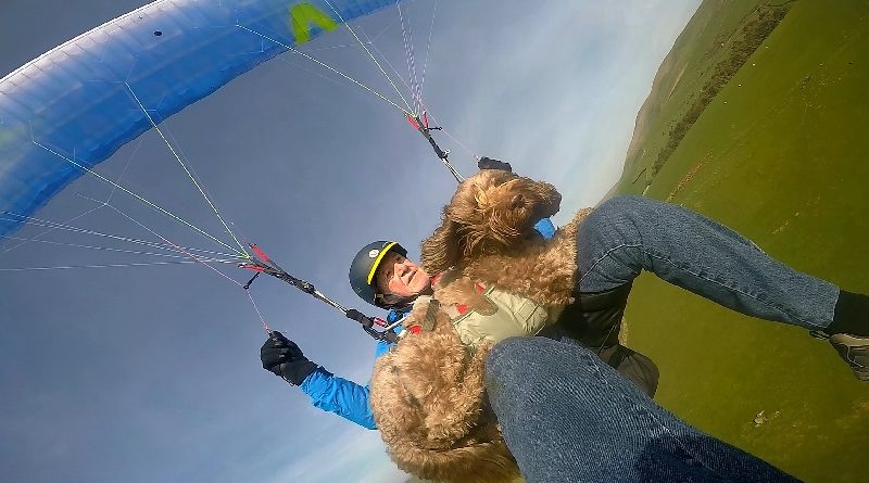 Paragliding Dog