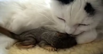 Cat Saves Squirrels