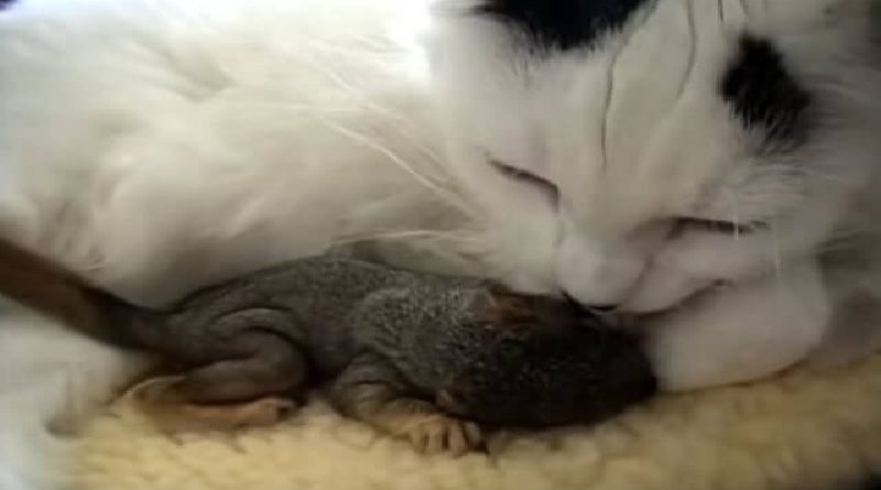 Cat Saves Squirrels