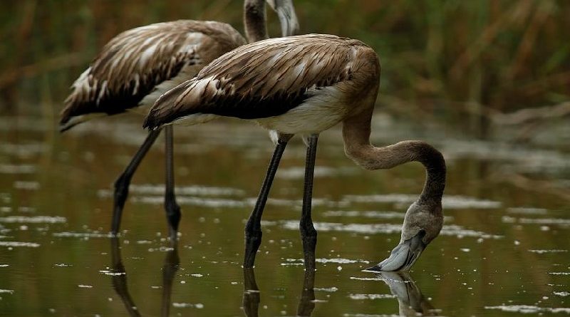 Flamingo Births