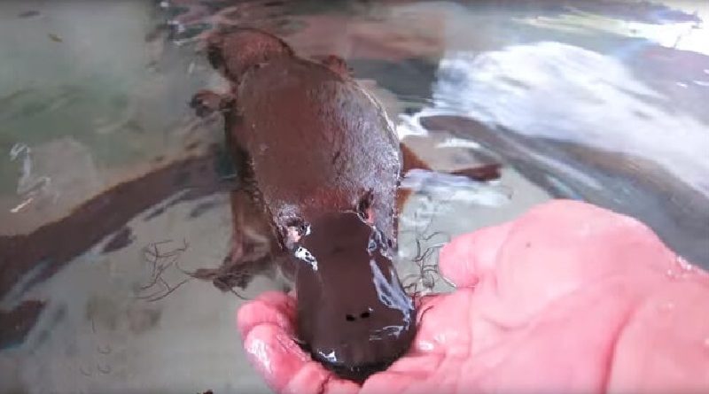 Playful Platypus