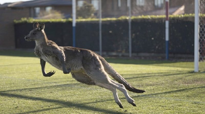 Soccer Roo