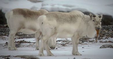 Reindeer Eating Seaweed