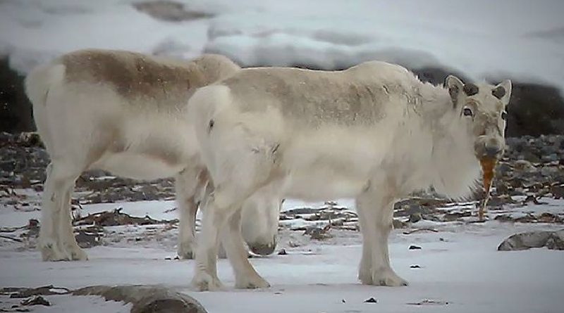 Reindeer Eating Seaweed