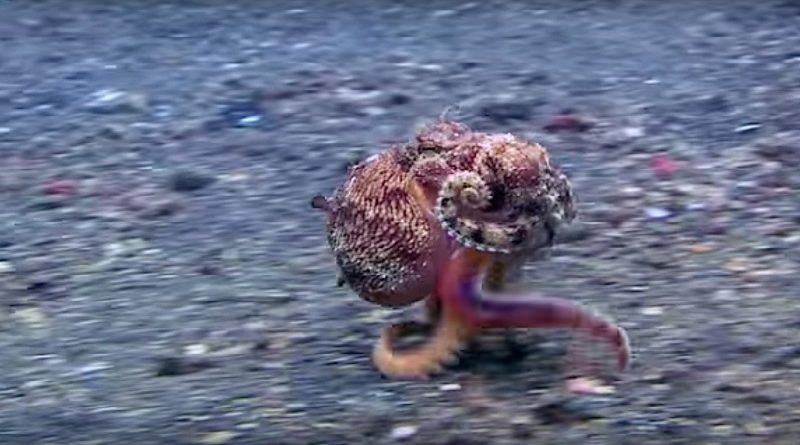 Octopuses Run