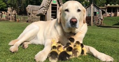 Labrador Ducklings