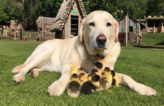 Labrador Ducklings