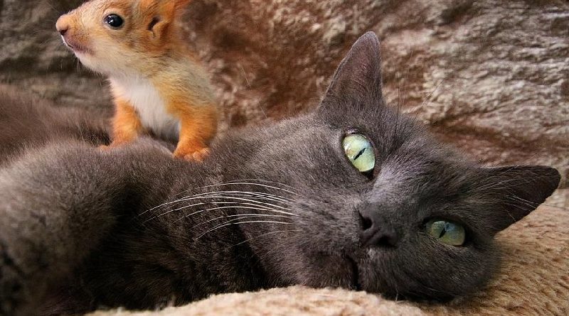 cat squirrels