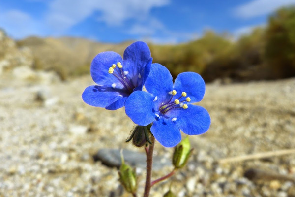 Desert Bluebell Care: Tips For Growing Desert Bluebell Flowers