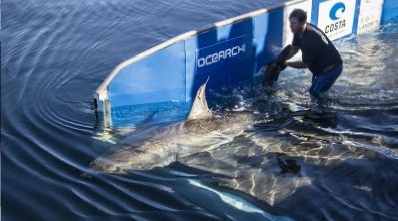 White Shark In Gulf