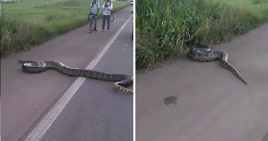 Giant Anaconda Cross