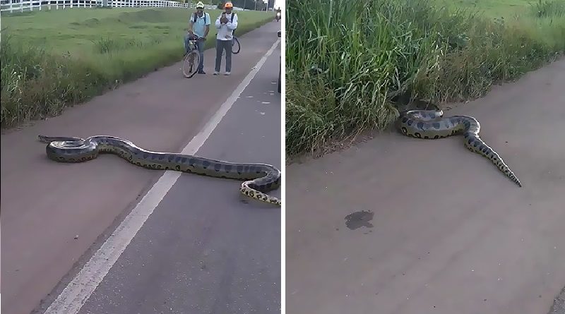 Giant Anaconda Cross