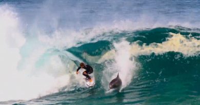 dolphins surfers