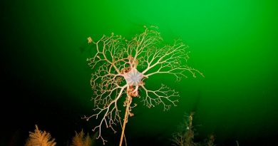 Chilean Basket Star