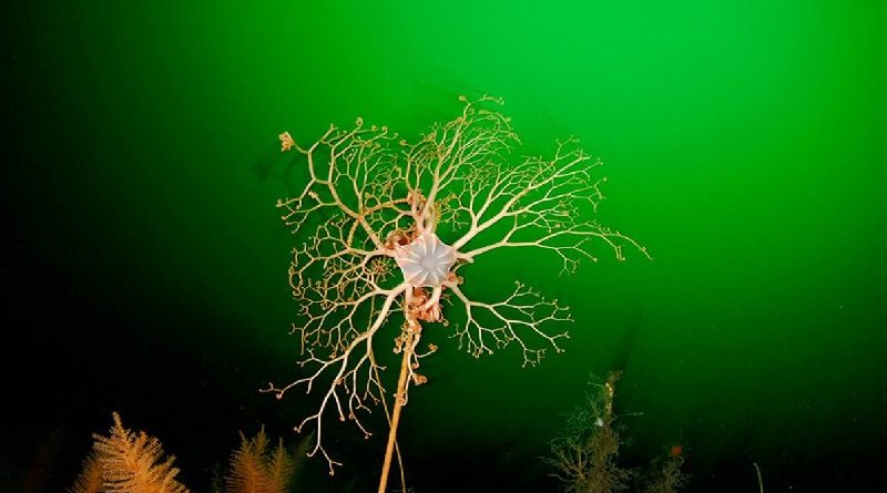 Chilean Basket Star - Species Of Brittle Star