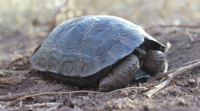 Tortoises