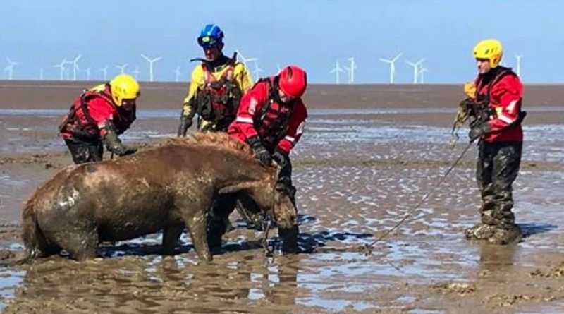 Rescuers Free Horse