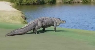 Giant Gator