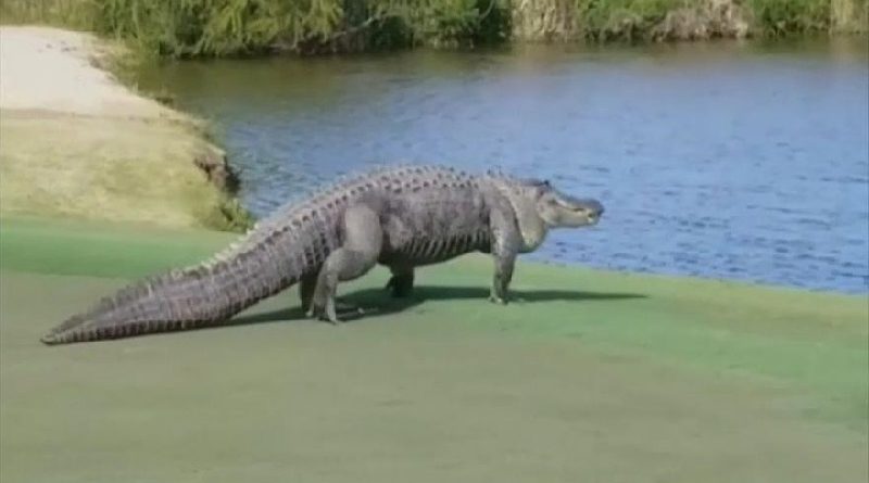 Giant Gator