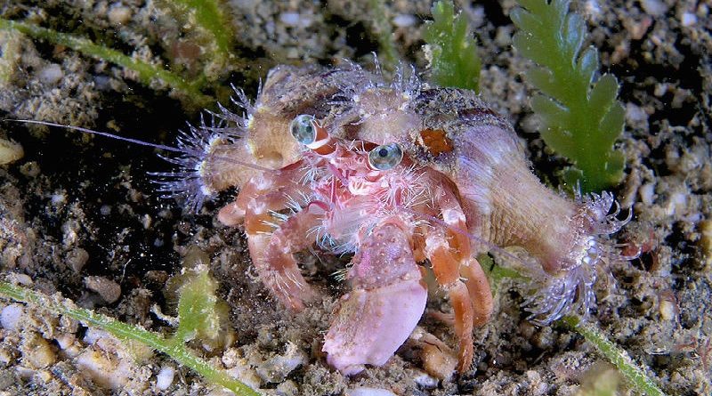 Incredible Hermit Crab