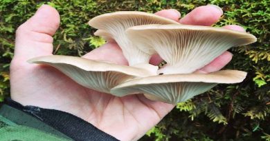 Identify Edible Mushrooms