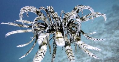 swimming feather star