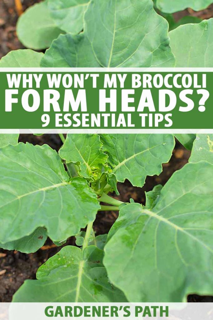 WHY WON’T MY BROCCOLI FORM HEADS? 9 ESSENTIALS