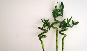 How to Grow and Shape Lucky Bamboo - - (VIDEO)